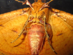 Striglina cancellata