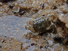 Notched Shore Crab