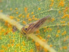 Caladonus coquilletti