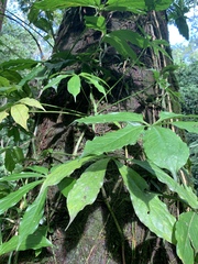 Anthurium pentaphyllum