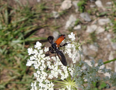 Galactomyia