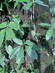 Anthurium pentaphyllum