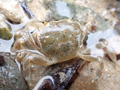 Paragrapsus quadridentatus