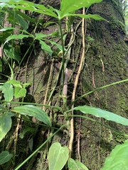 Anthurium pentaphyllum