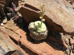 Crassula hemisphaerica