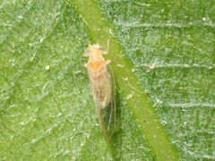 Bactericera minuta