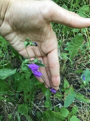 Campanula rapunculoides
