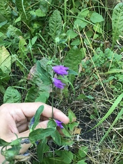 Campanula rapunculoides