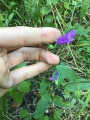 Campanula rapunculoides