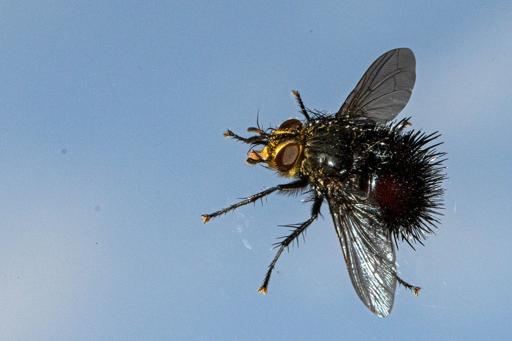 Jurinella pilosa