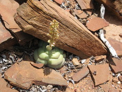 Crassula hemisphaerica
