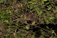 Hemibelideus lemuroides