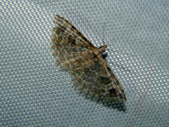 Alucita adriendenisi