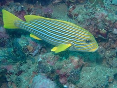 Plectorhinchus polytaenia