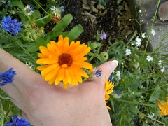 Calendula officinalis