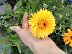 Calendula officinalis
