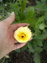 Calendula officinalis