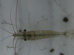 Palaemon macrodactylus