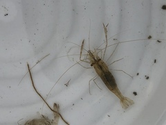 Palaemon macrodactylus