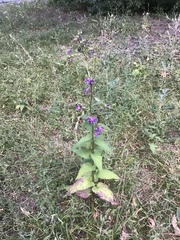 Campanula rapunculoides