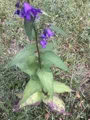 Campanula rapunculoides