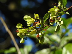 Thunder God Vine (Tripterygium)