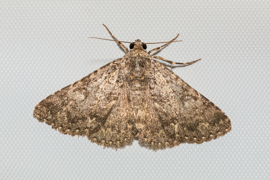 Matigramma rubrosuffusa