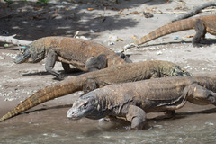 Varanus komodoensis
