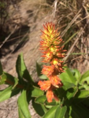 Sinningia allagophylla