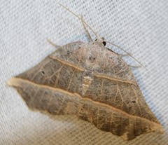Metanema determinata
