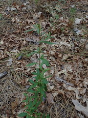 Crocanthemum bicknellii