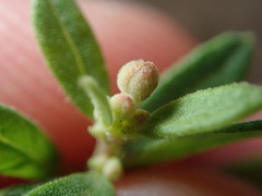 Crocanthemum bicknellii