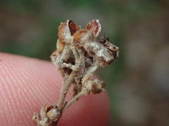 Crocanthemum bicknellii