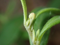 Crocanthemum bicknellii
