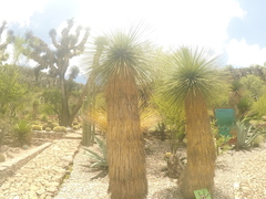Yucca queretaroensis