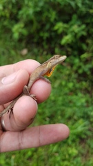 Anolis sericeus