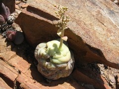 Crassula hemisphaerica