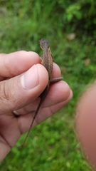 Anolis sericeus
