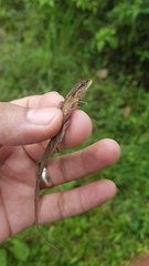 Anolis sericeus