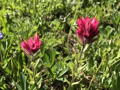 Castilleja parviflora
