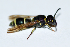 Parancistrocerus pensylvanicus
