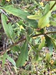 Hypericum canariense