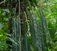 Anthurium pallidiflorum