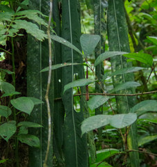 Anthurium pallidiflorum