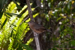 Colluricincla boweri