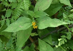 Calyptocarpus vialis