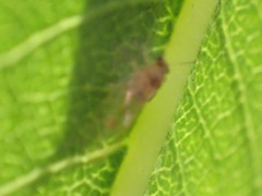 Bactericera minuta