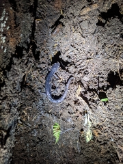 Plethodon teyahalee