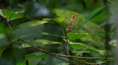 Miconia nervosa