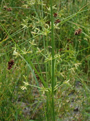 Cyperus dentatus